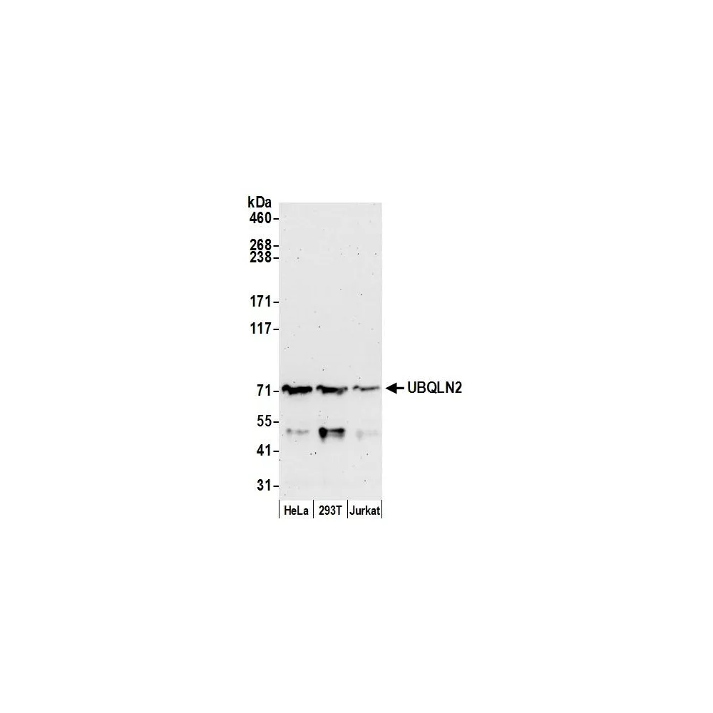 Rabbit anti-UBQLN2 Antibody, Affinity Purified