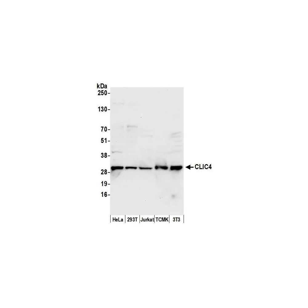 Rabbit anti-CLIC4 Antibody, Affinity Purified