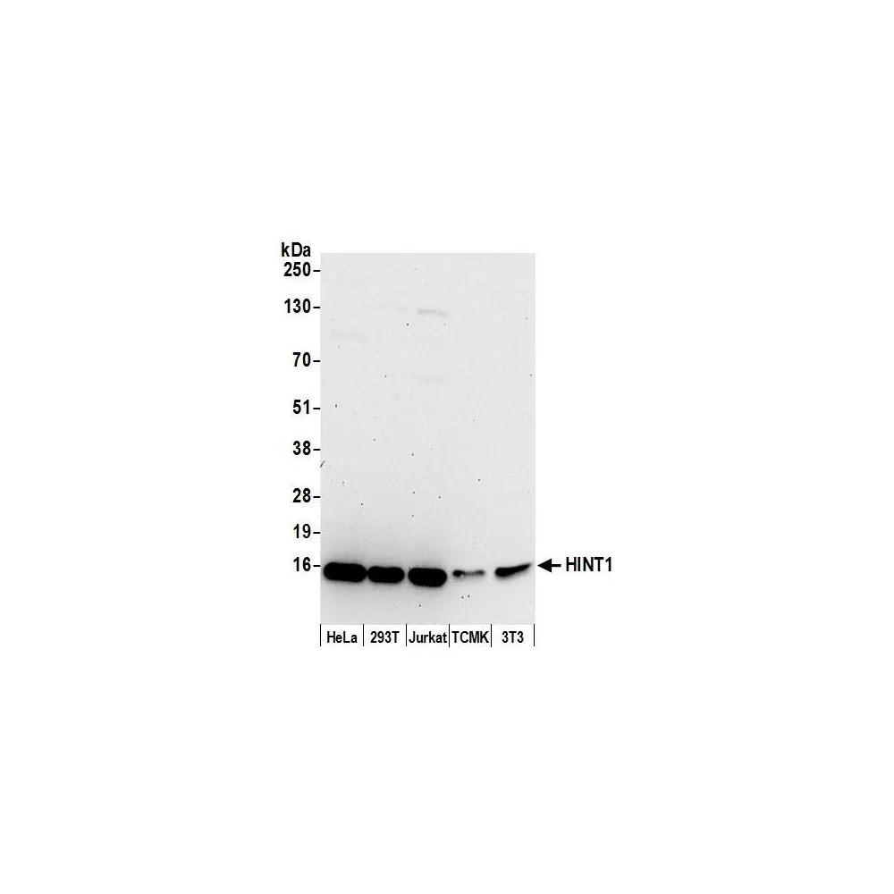 Rabbit anti-HINT1 Antibody, Affinity Purified