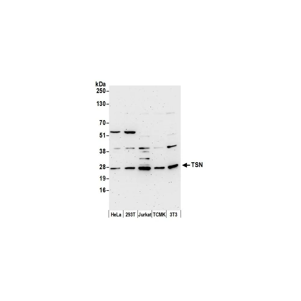 Rabbit anti-TSN Antibody, Affinity Purified