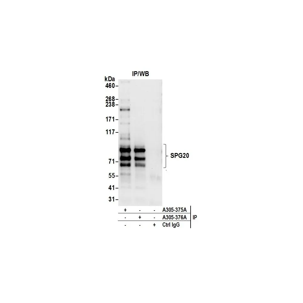 Rabbit anti-SPG20 Antibody, Affinity Purified