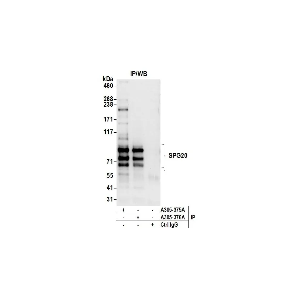 Rabbit anti-SPG20 Antibody, Affinity Purified