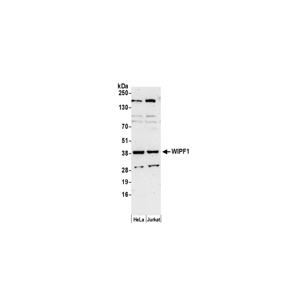 Rabbit anti-WIPF1 Antibody, Affinity Purified