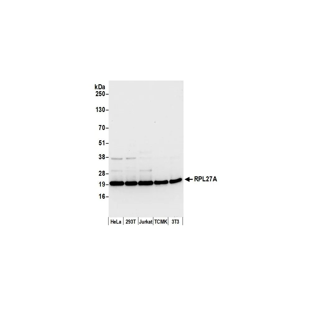 Rabbit anti-RPL27A/Ribosomal Protein L27a Antibody, Affinity Purified