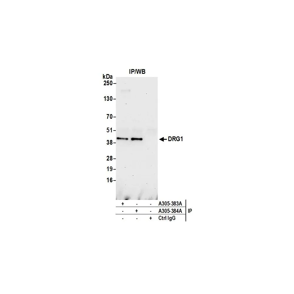 Rabbit anti-DRG1 Antibody, Affinity Purified