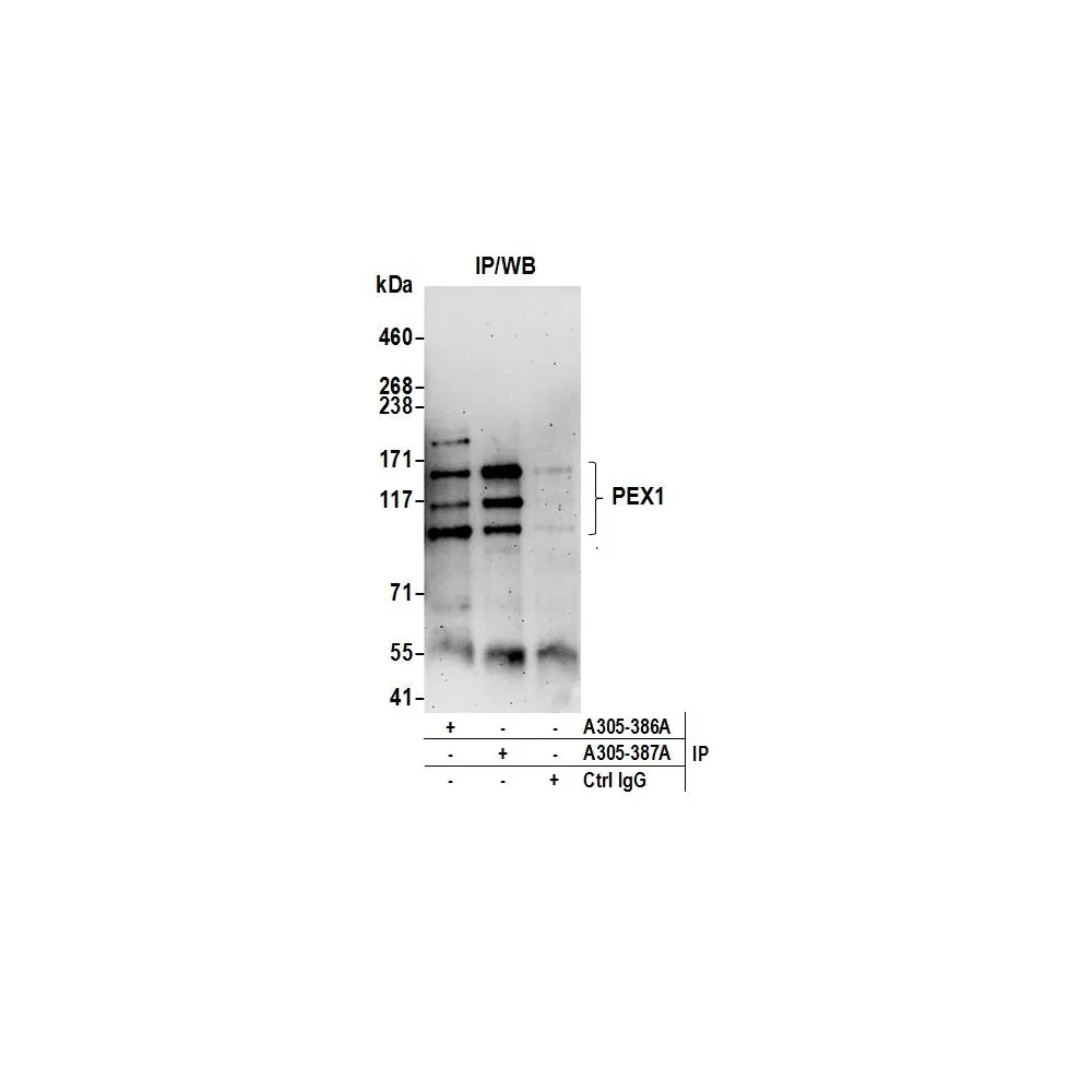 Rabbit anti-PEX1 Antibody, Affinity Purified