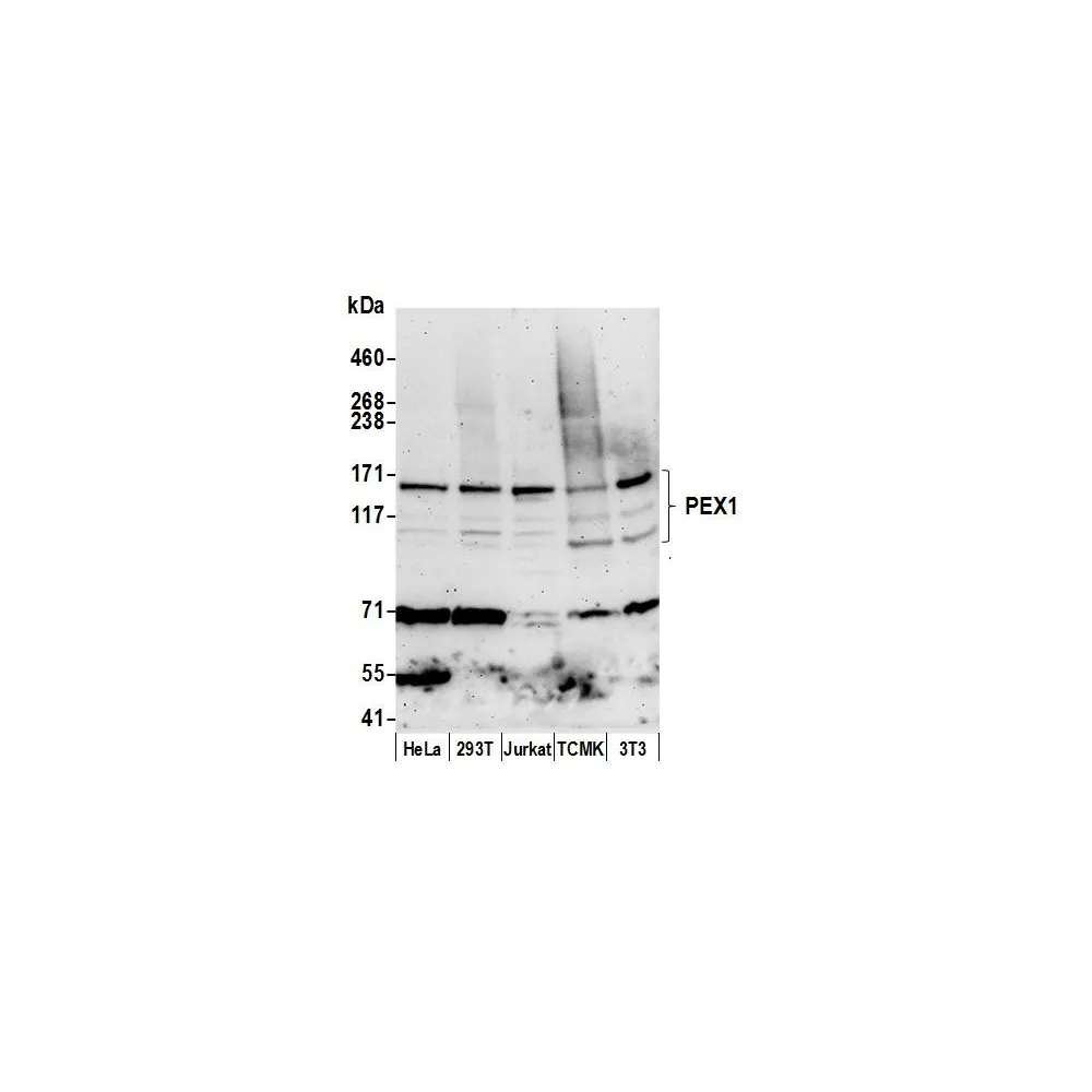 Rabbit anti-PEX1 Antibody, Affinity Purified