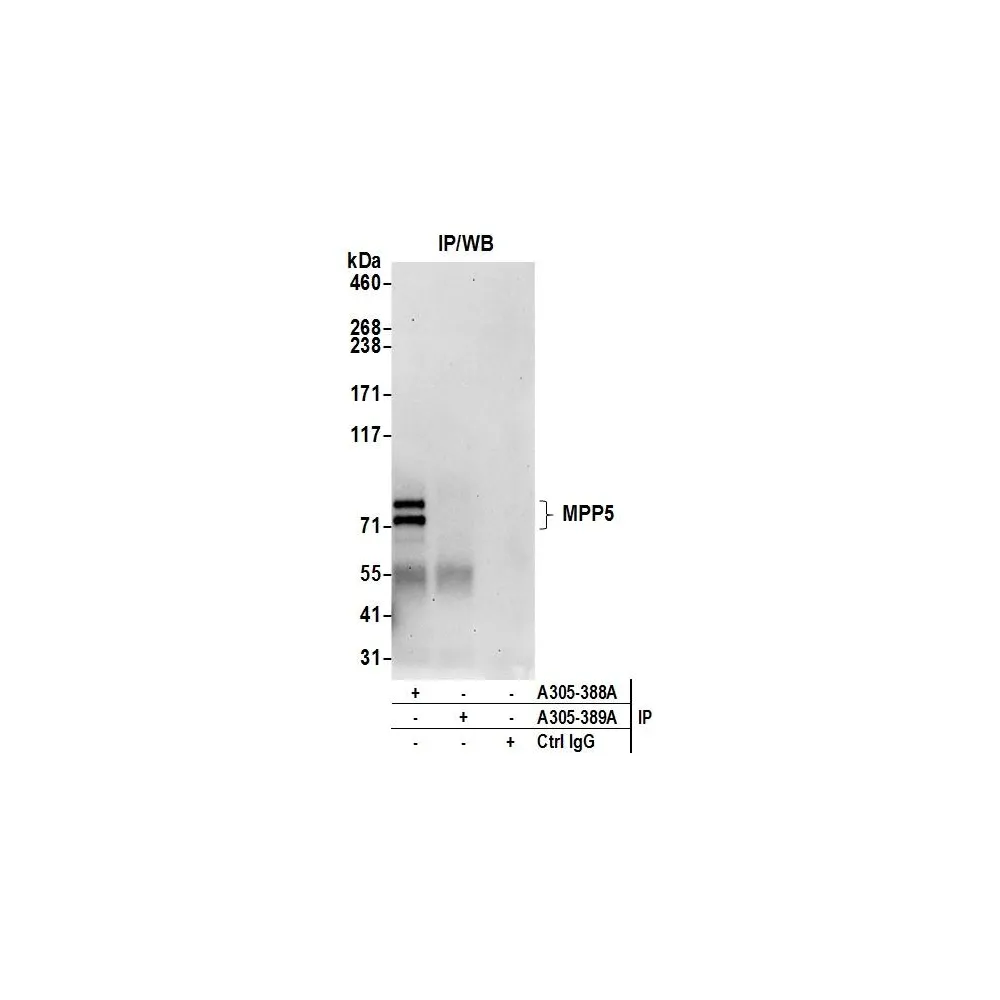 Rabbit anti-MPP5/Pals1 Antibody, Affinity Purified