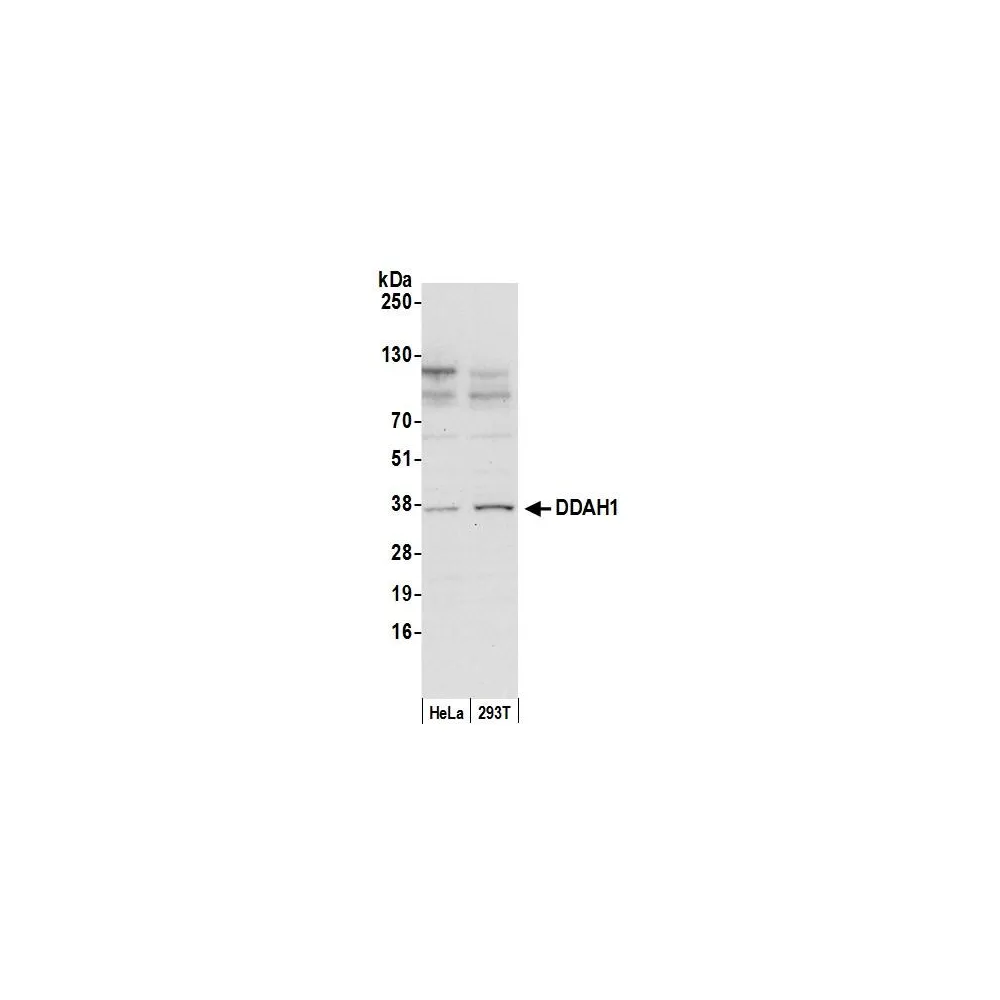 Rabbit anti-DDAH1 Antibody, Affinity Purified