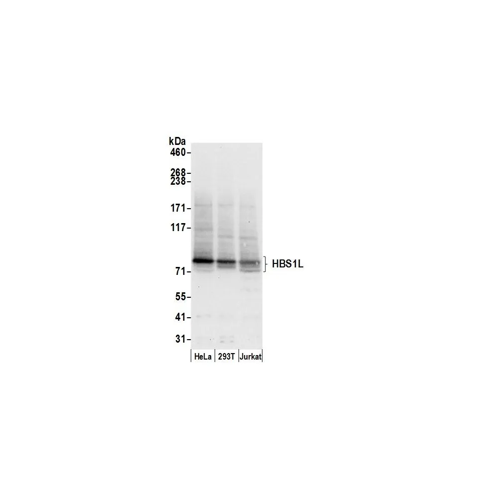 Rabbit anti-HBS1L Antibody, Affinity Purified