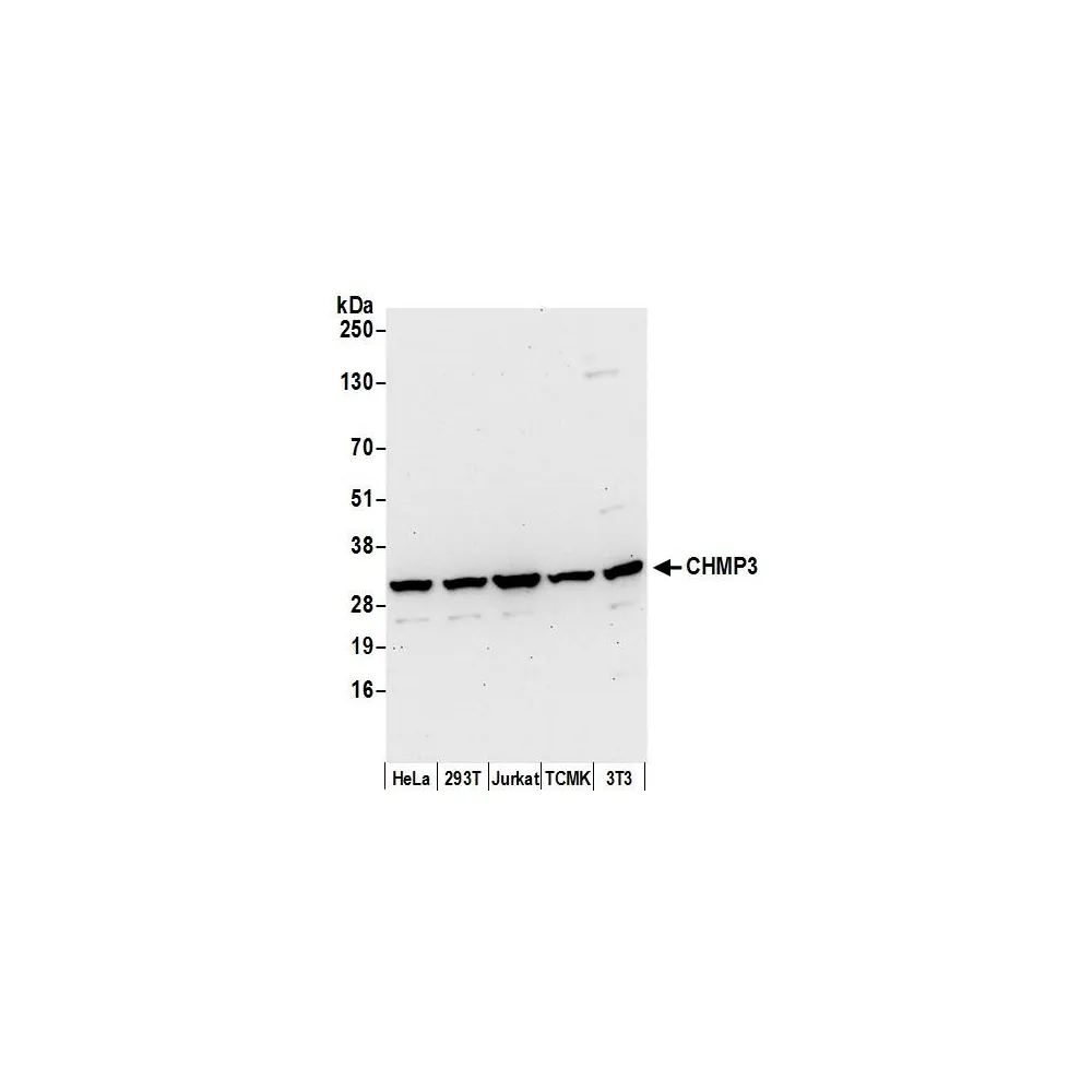 Rabbit anti-CHMP3 Antibody, Affinity Purified