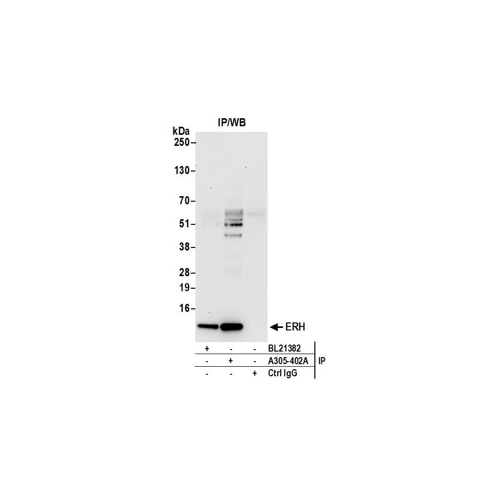 Rabbit anti-ERH Antibody, Affinity Purified