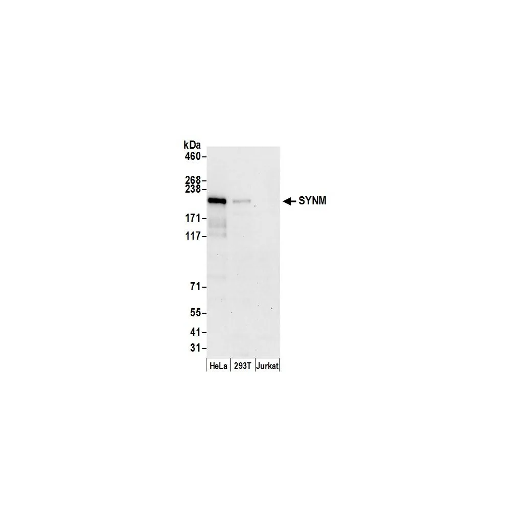 Rabbit anti-SYNM Antibody, Affinity Purified