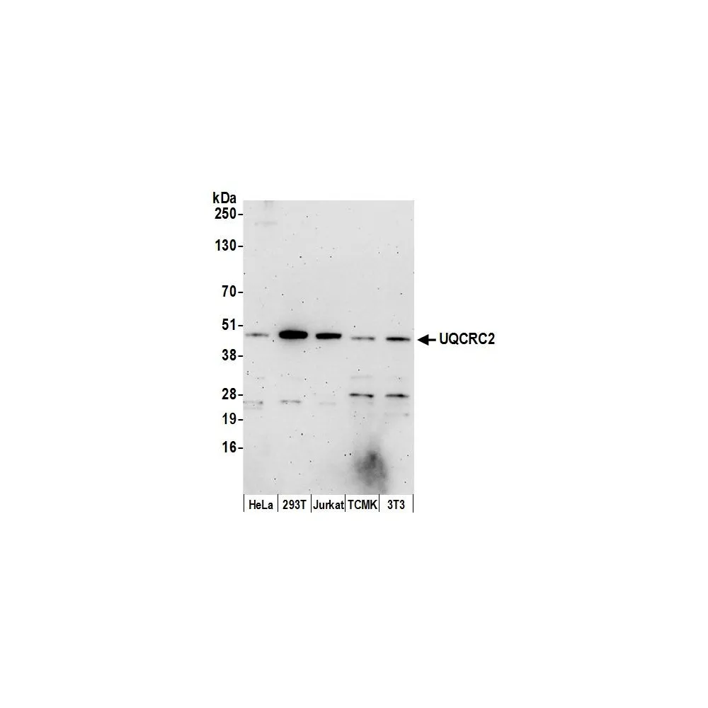 Rabbit anti-UQCRC2 Antibody, Affinity Purified