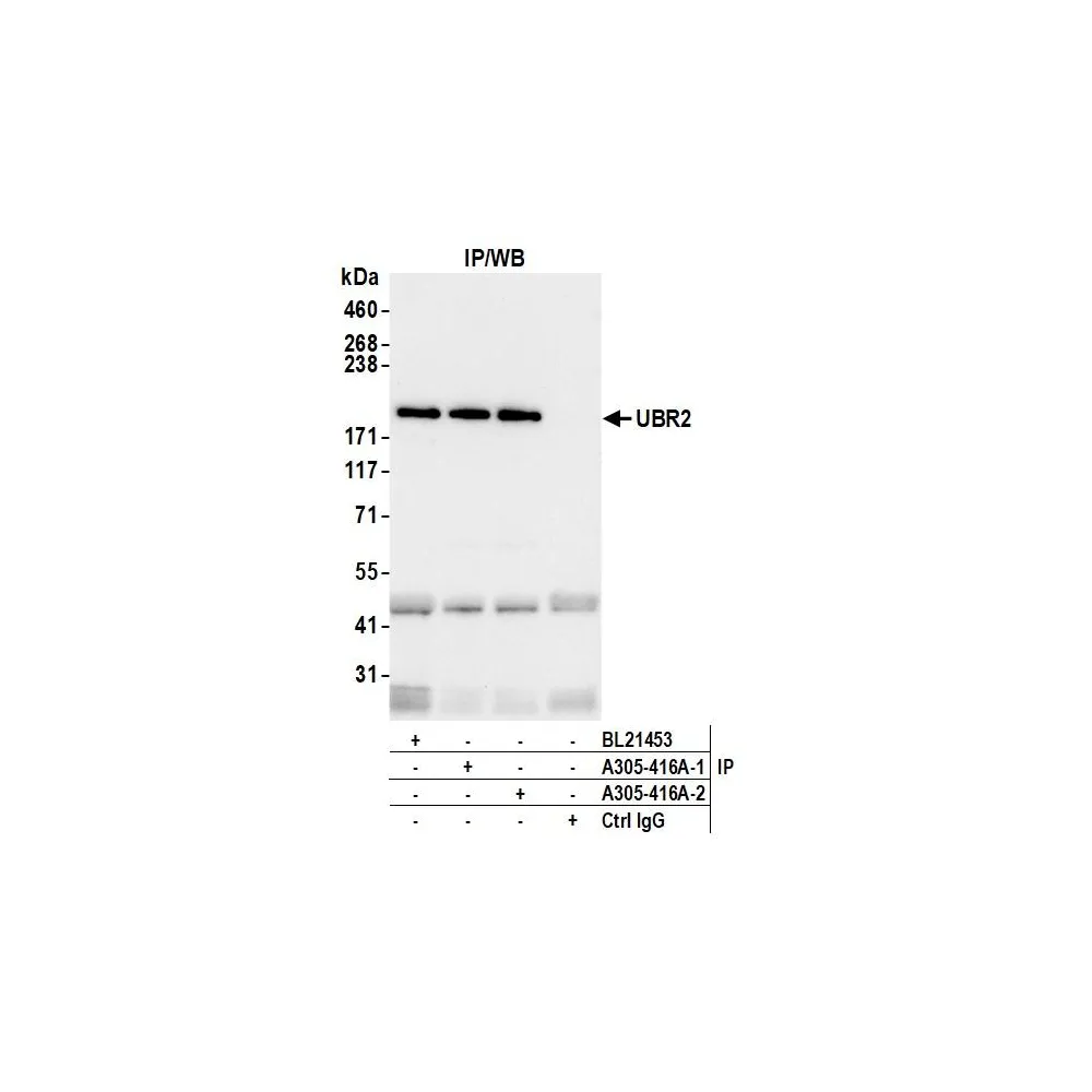 Rabbit anti-UBR2 Antibody, Affinity Purified