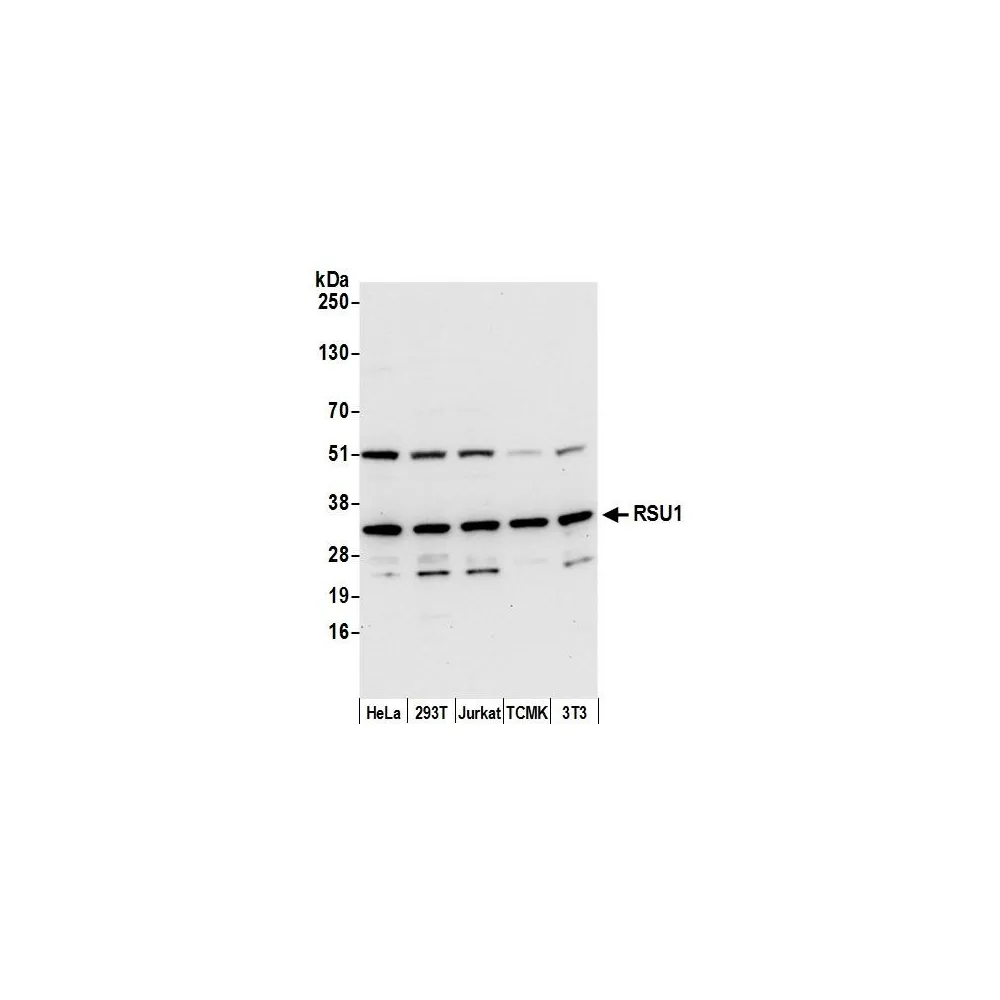 Rabbit anti-RSU1 Antibody, Affinity Purified