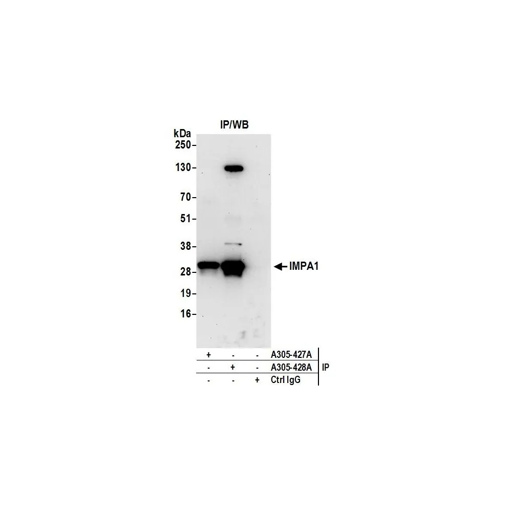 Rabbit anti-IMPA1 Antibody, Affinity Purified