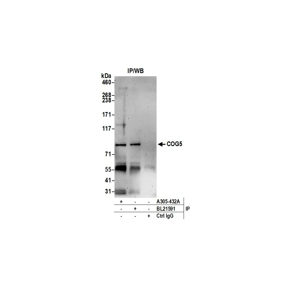 Rabbit anti-COG5 Antibody, Affinity Purified