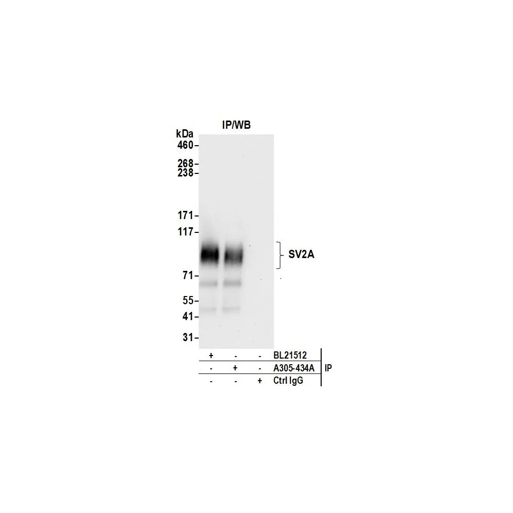 Rabbit anti-SV2A/SV2 Antibody, Affinity Purified