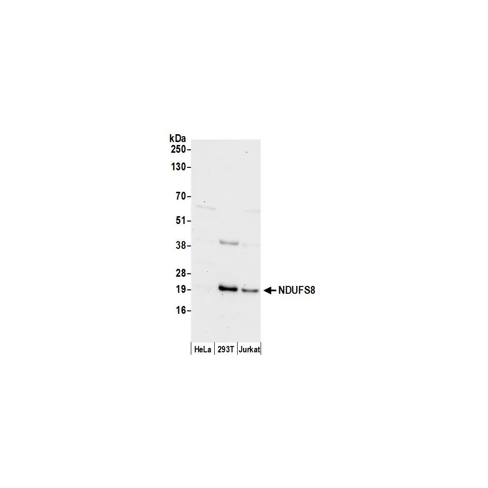Rabbit anti-NDUFS8 Antibody, Affinity Purified
