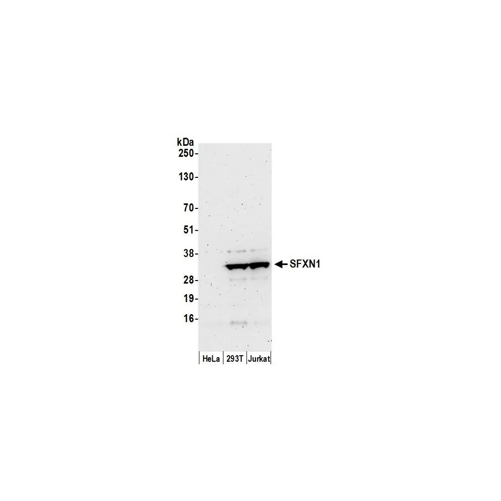Rabbit anti-SFXN1 Antibody, Affinity Purified