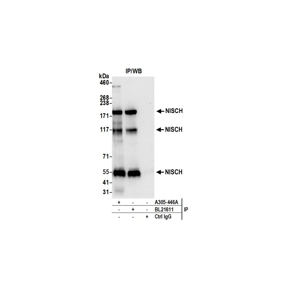Rabbit anti-NISCH Antibody, Affinity Purified