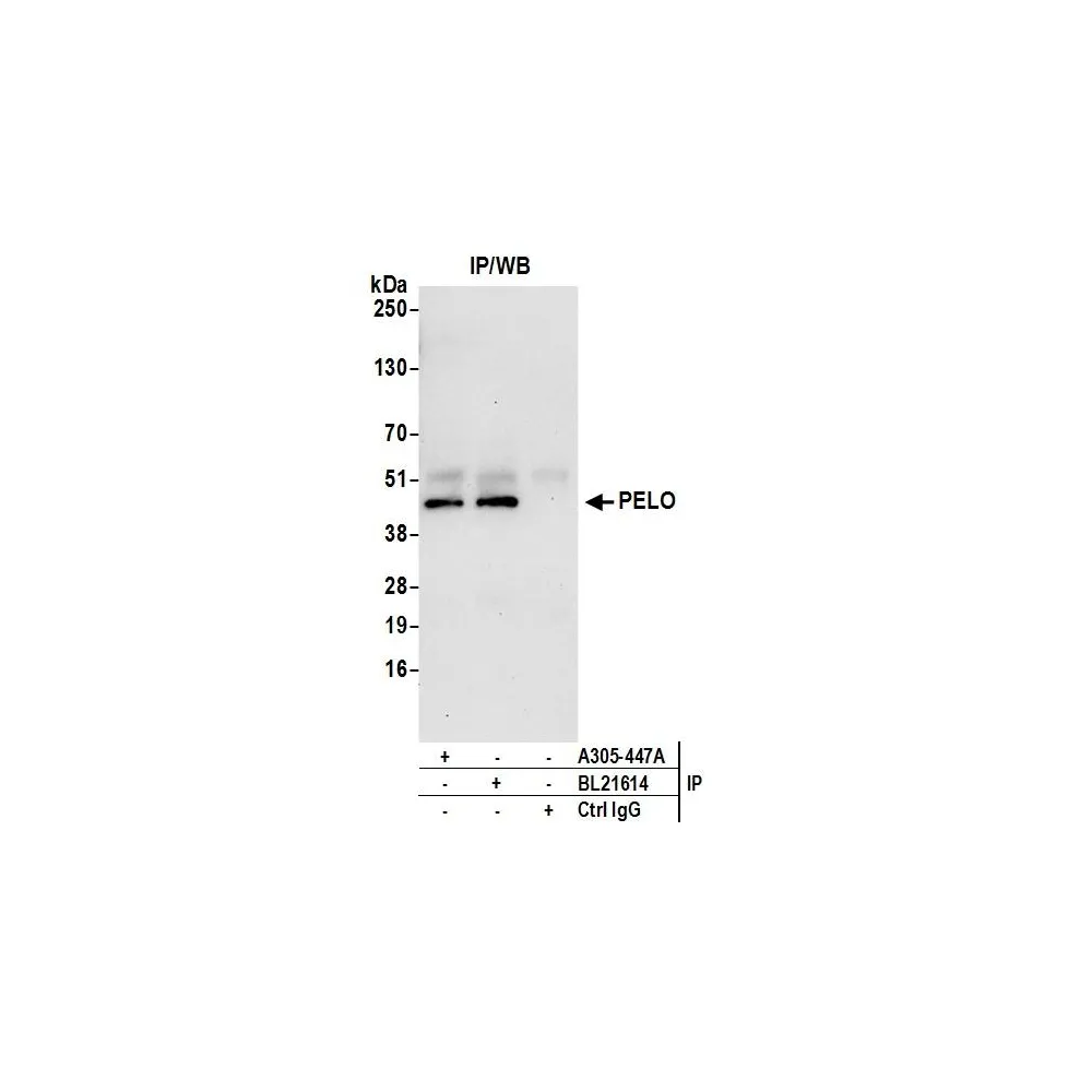 Rabbit anti-PELO Antibody, Affinity Purified