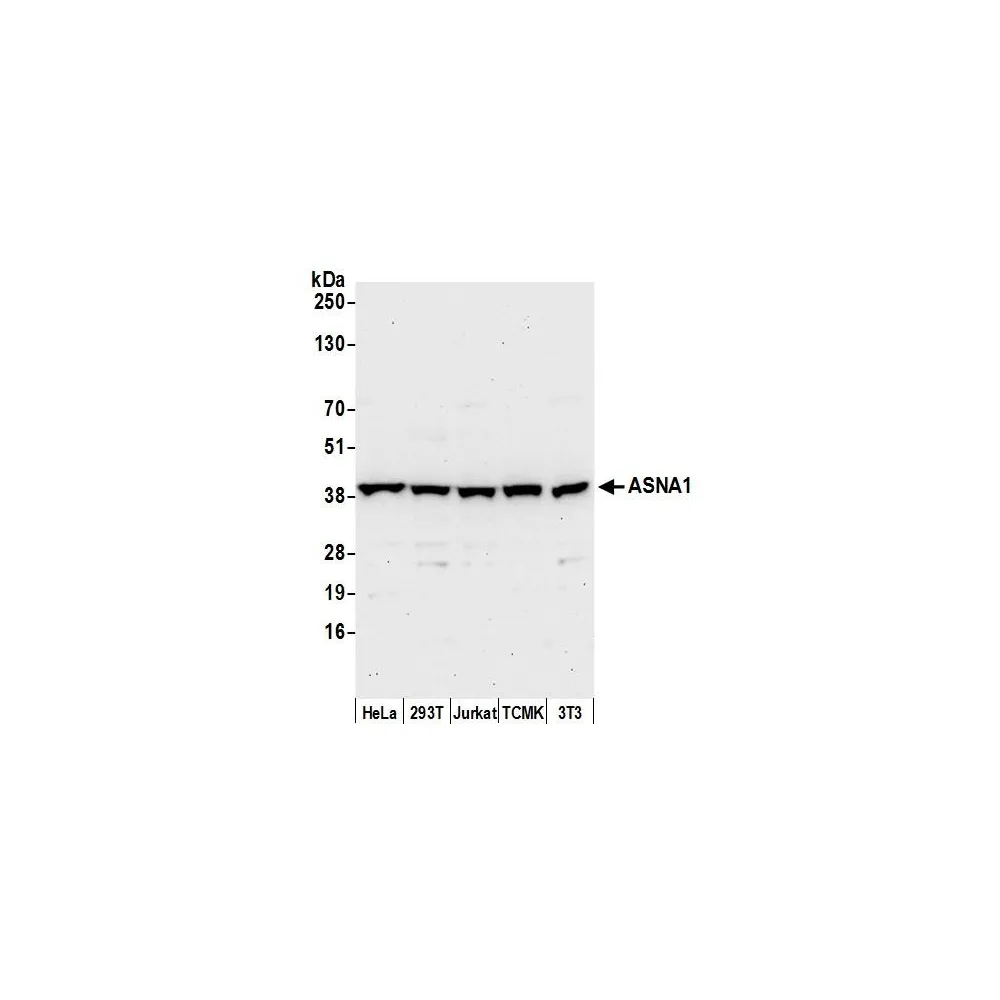 Rabbit anti-ASNA1 Antibody, Affinity Purified