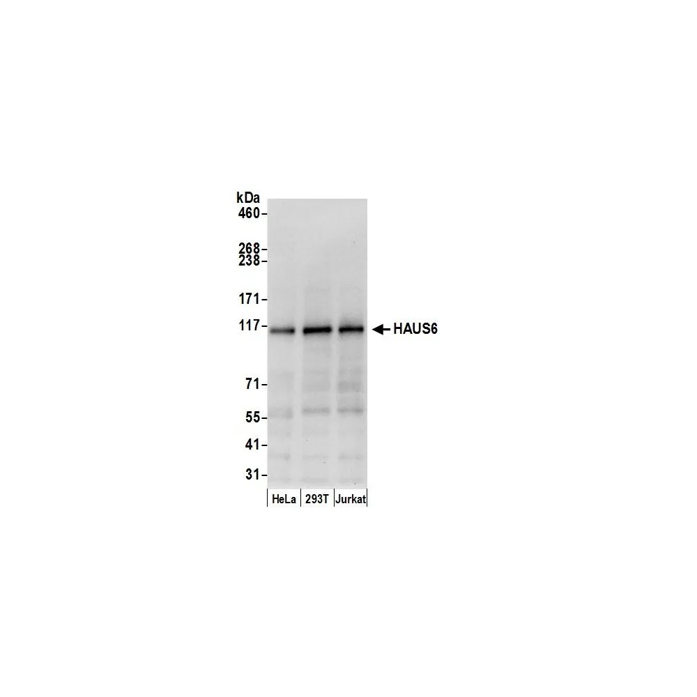 Rabbit anti-HAUS6 Antibody, Affinity Purified