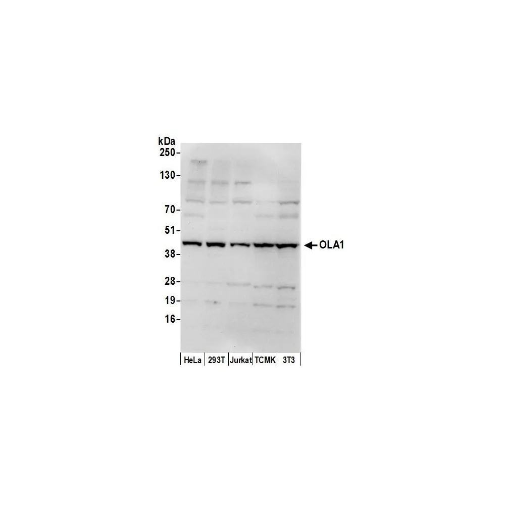 Rabbit anti-OLA1 Antibody, Affinity Purified