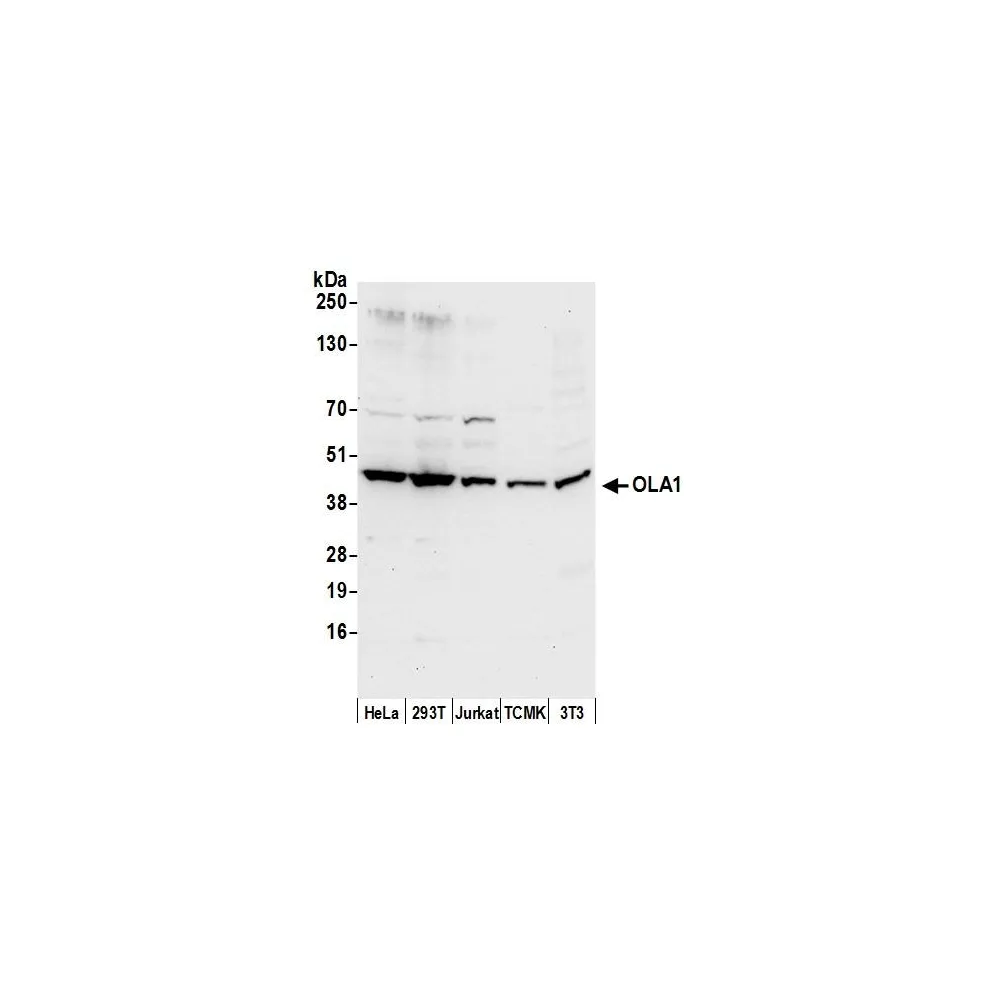 Rabbit anti-OLA1 Antibody, Affinity Purified