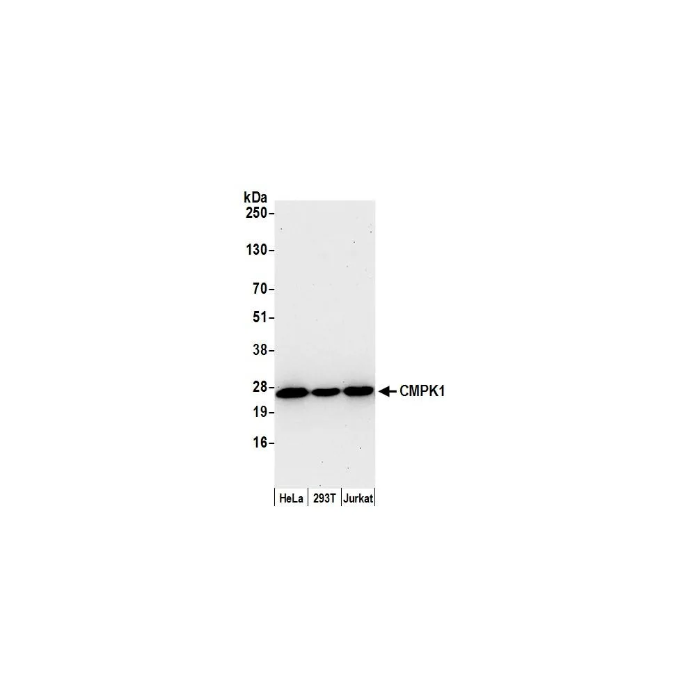 Rabbit anti-CMPK1 Antibody, Affinity Purified