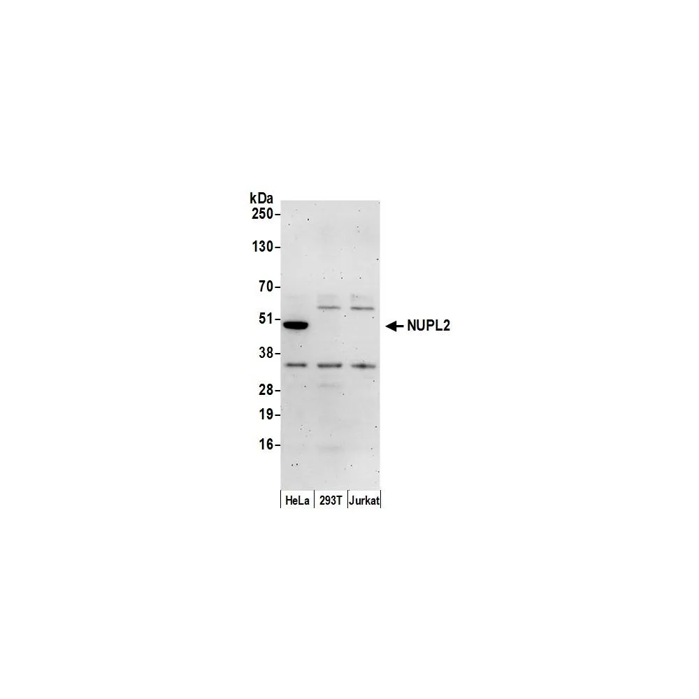 Rabbit anti-NUPL2 Antibody, Affinity Purified