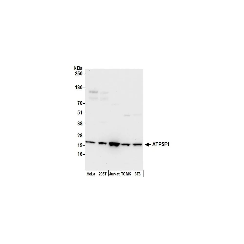 Rabbit anti-ATP5F1 Antibody, Affinity Purified