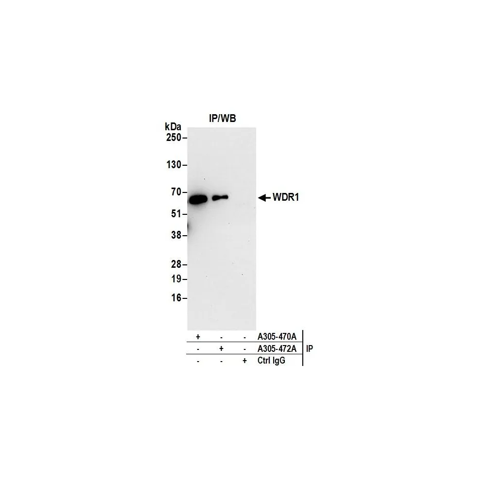 Rabbit anti-WDR1 Antibody, Affinity Purified