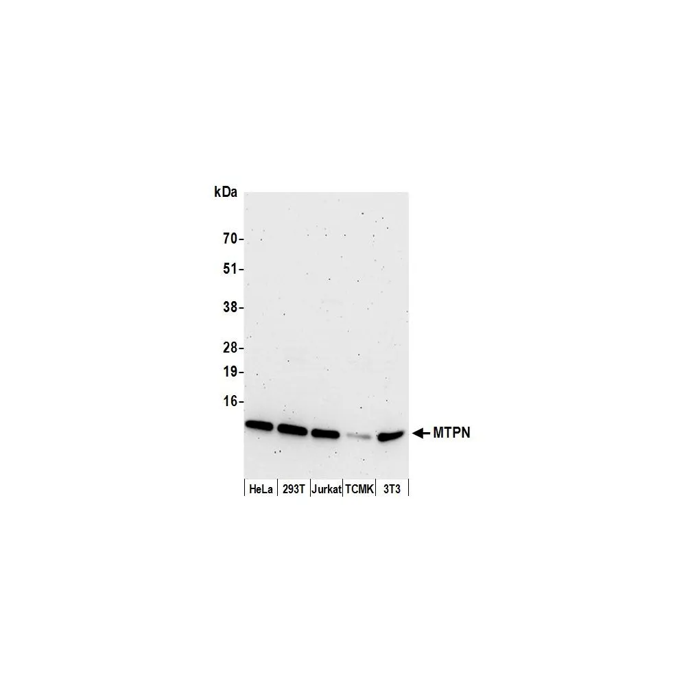 Rabbit anti-MTPN Antibody, Affinity Purified
