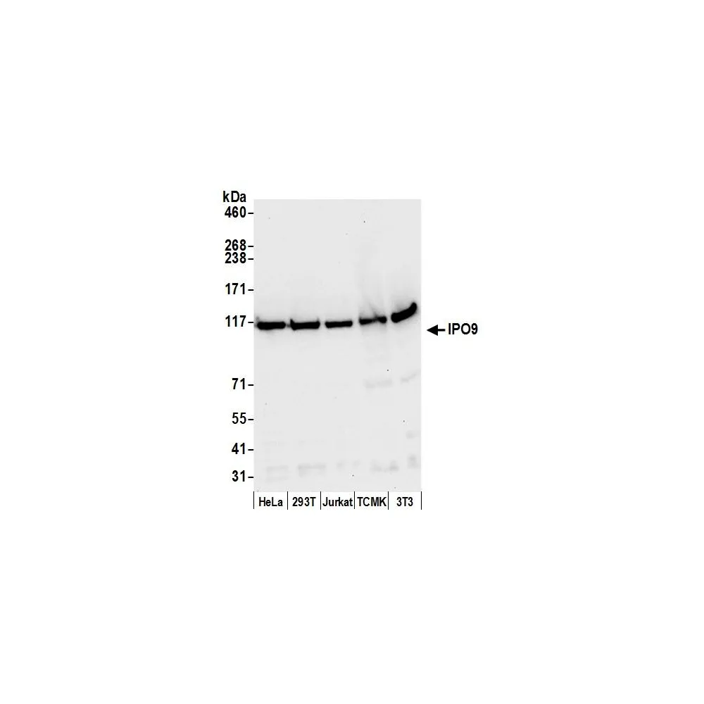 Rabbit anti-IPO9 Antibody, Affinity Purified