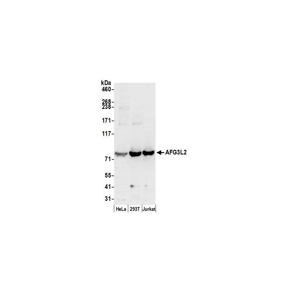 Rabbit anti-AFG3L2 Antibody, Affinity Purified
