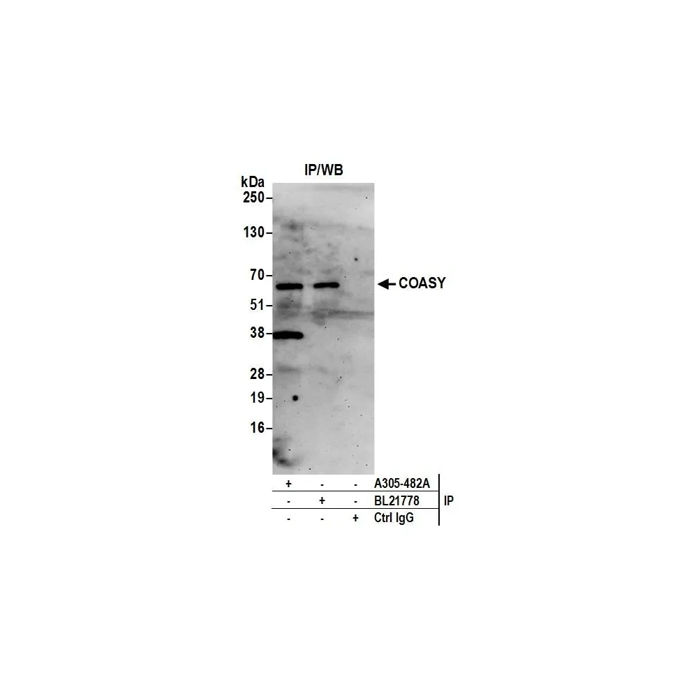 Rabbit anti-COASY Antibody, Affinity Purified