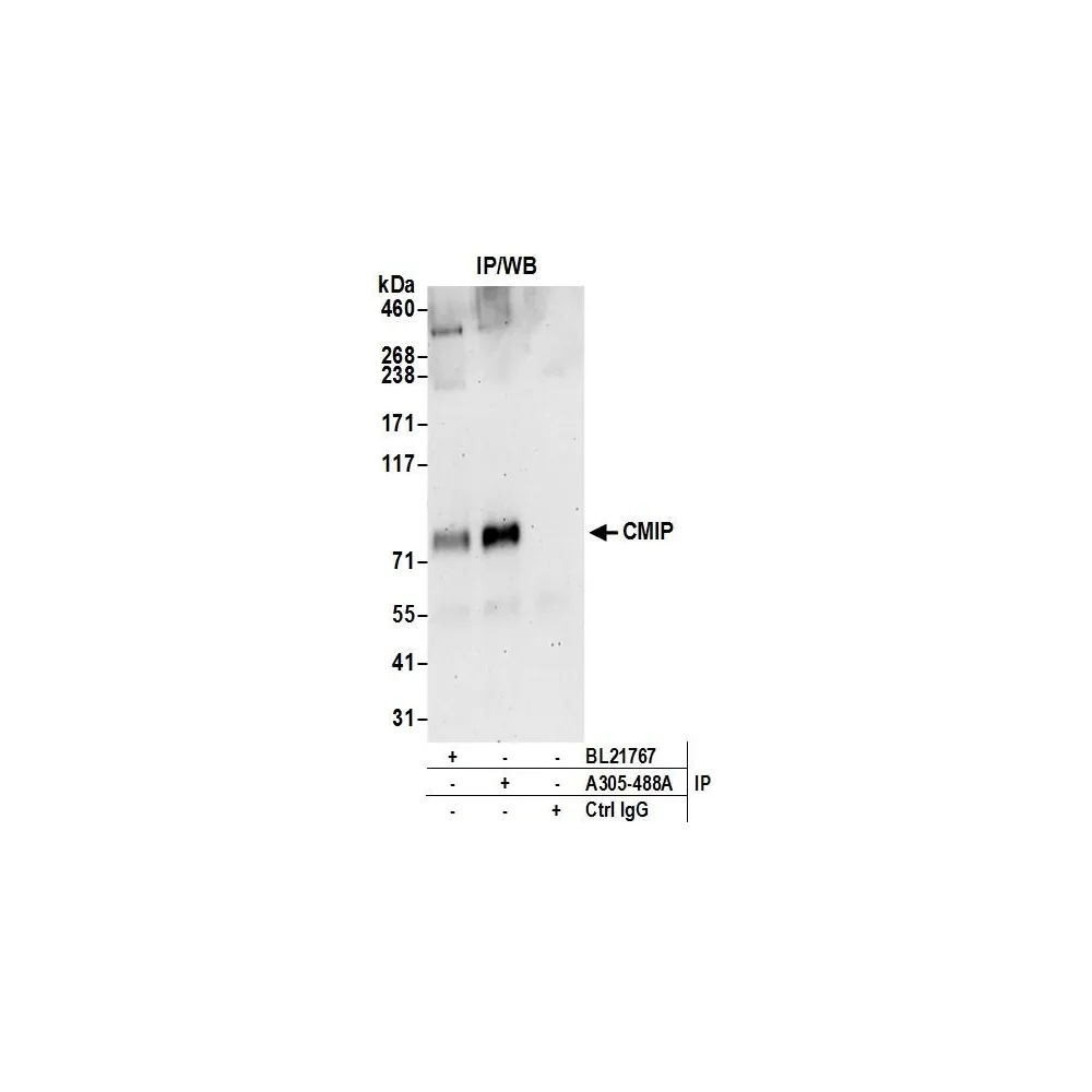 Rabbit anti-CMIP Antibody, Affinity Purified