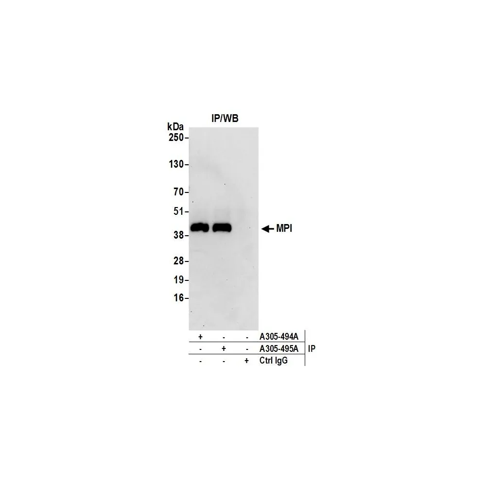 Rabbit anti-MPI Antibody, Affinity Purified