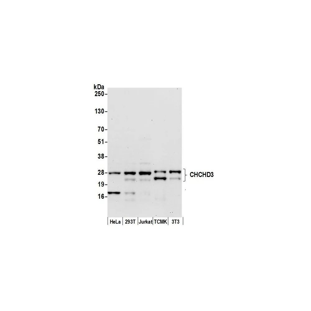 Rabbit anti-CHCHD3 Antibody, Affinity Purified