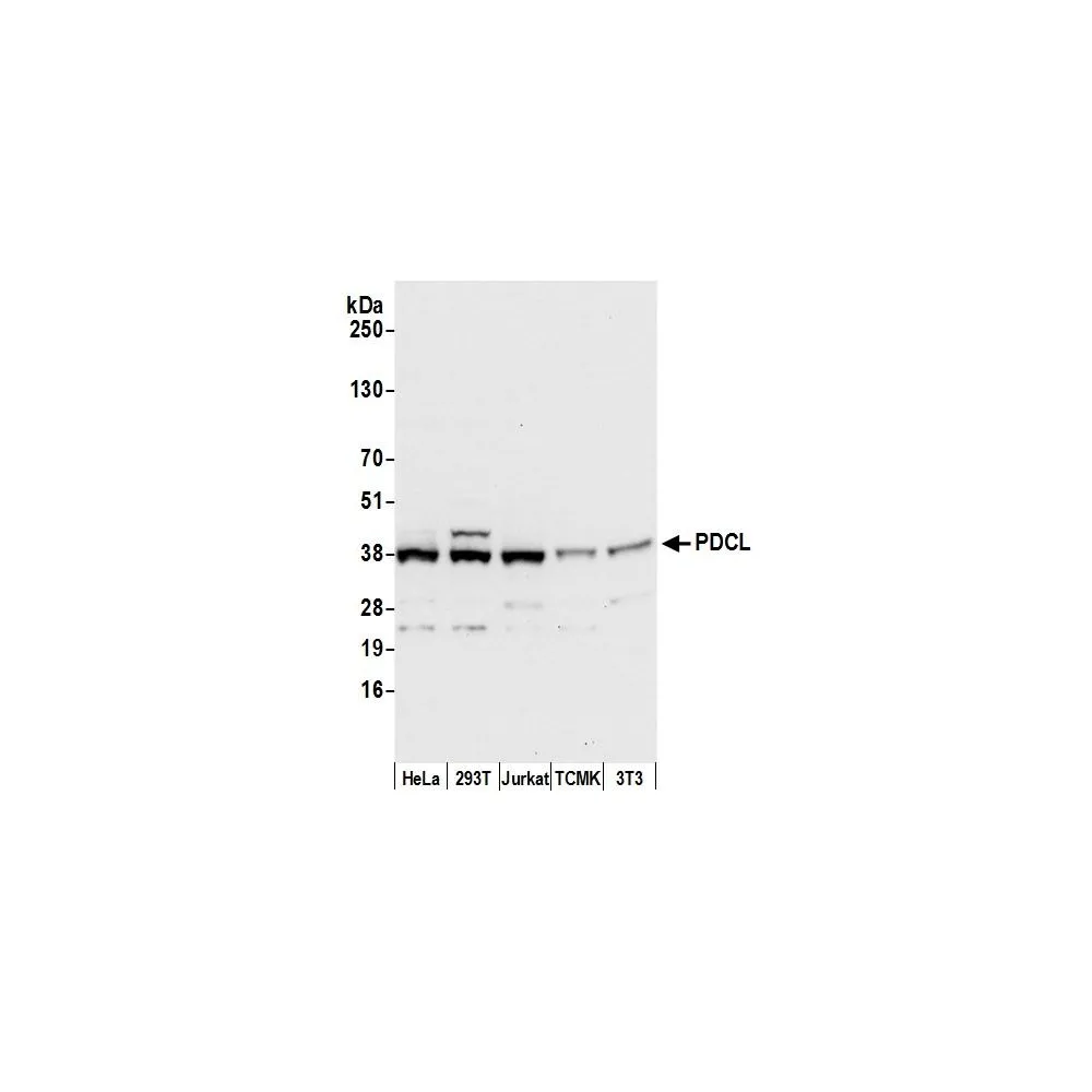 Rabbit anti-PDCL Antibody, Affinity Purified