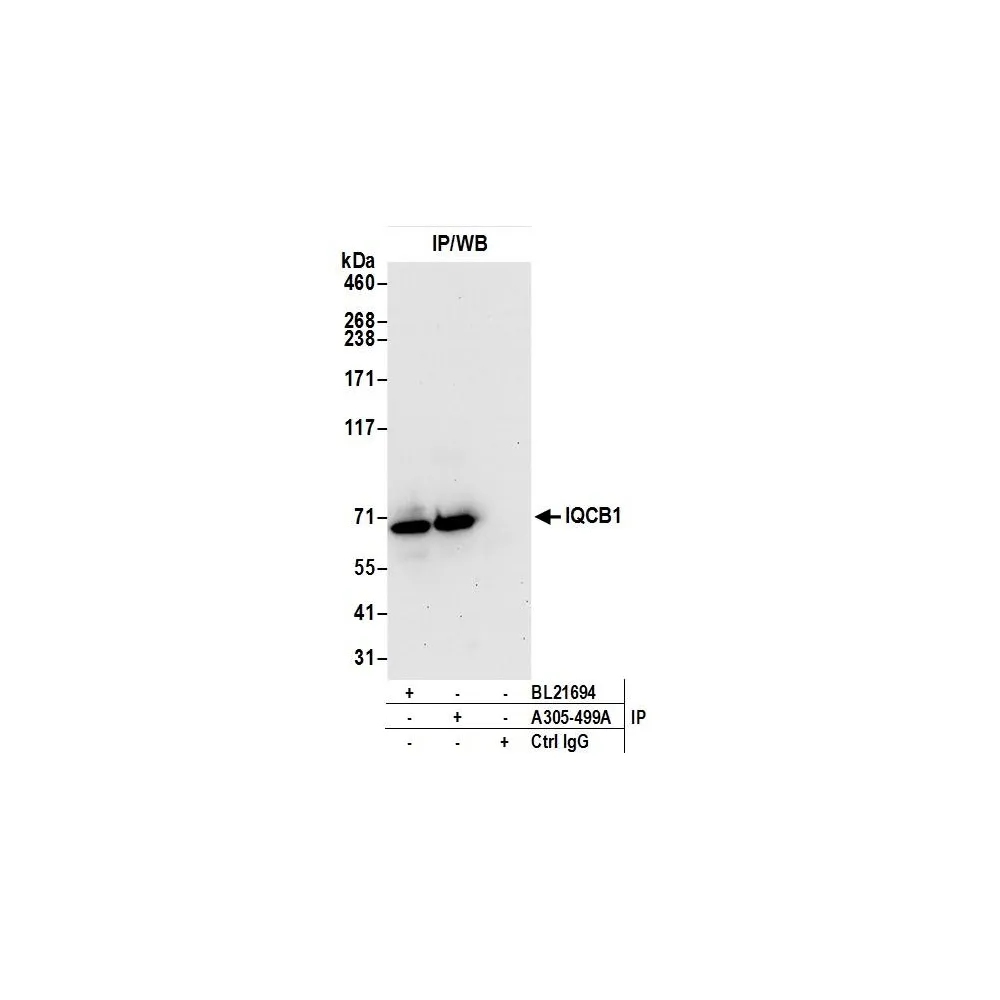 Rabbit anti-IQCB1 Antibody, Affinity Purified