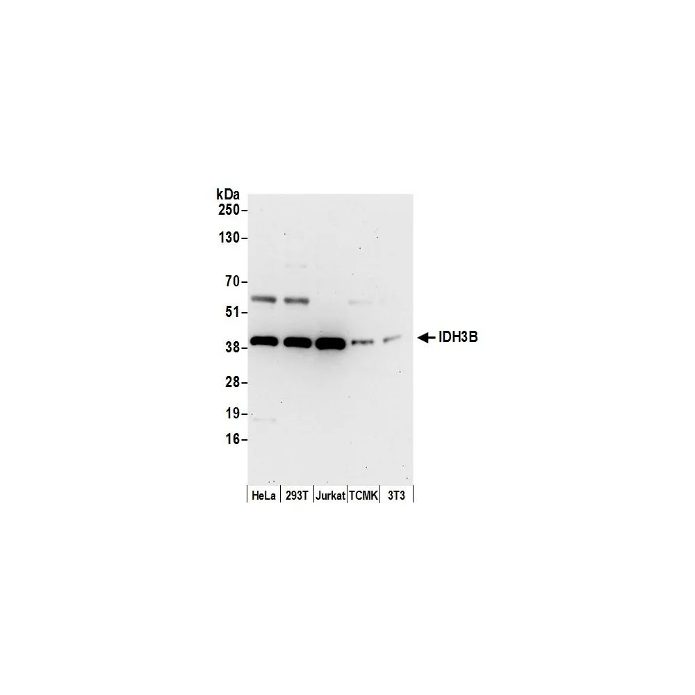 Rabbit anti-IDH3B Antibody, Affinity Purified
