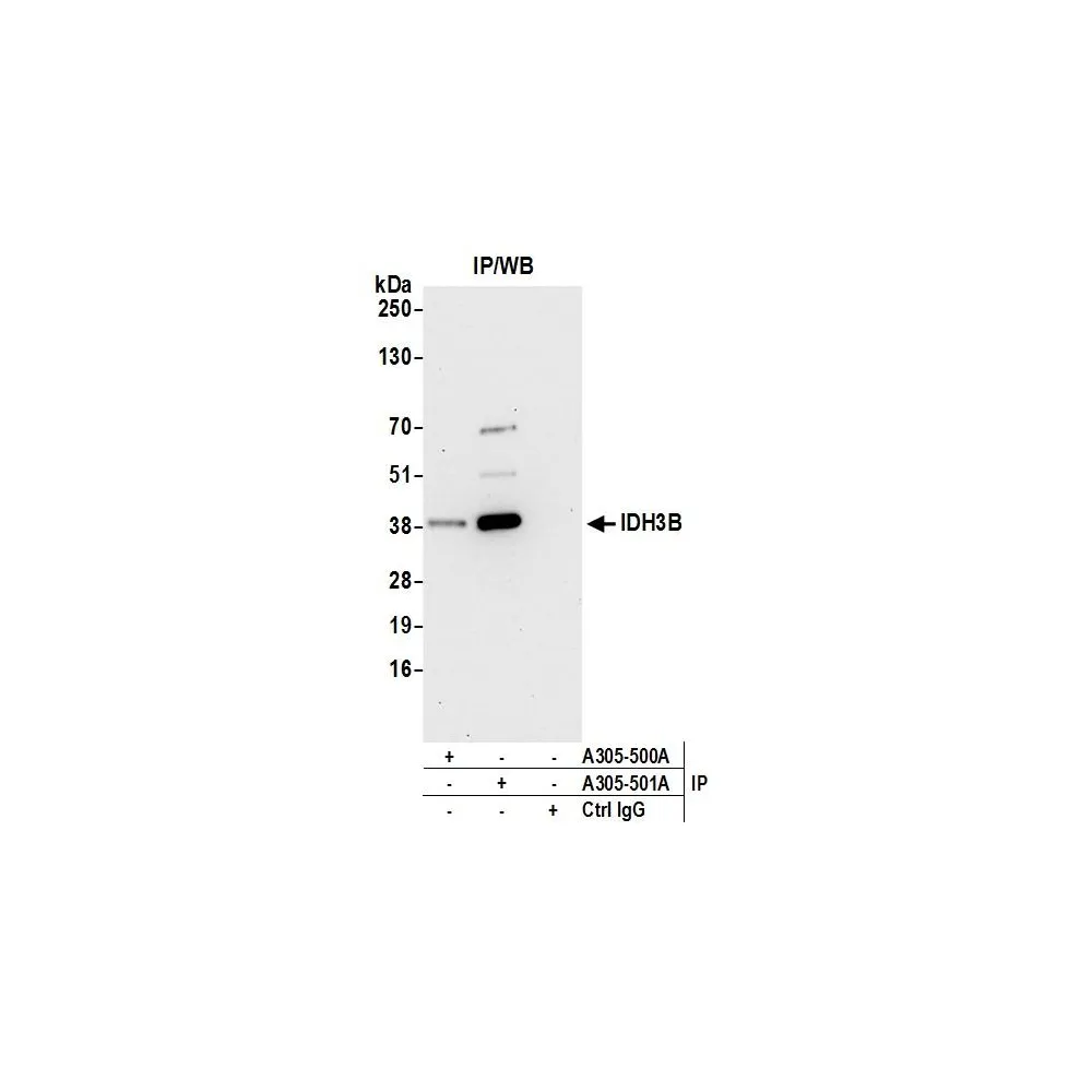 Rabbit anti-IDH3B Antibody, Affinity Purified