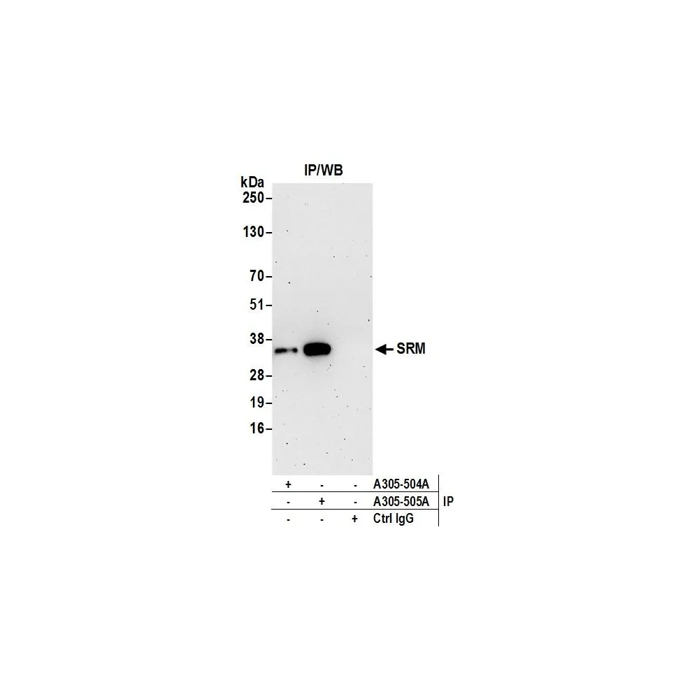 Rabbit anti-SRM Antibody, Affinity Purified