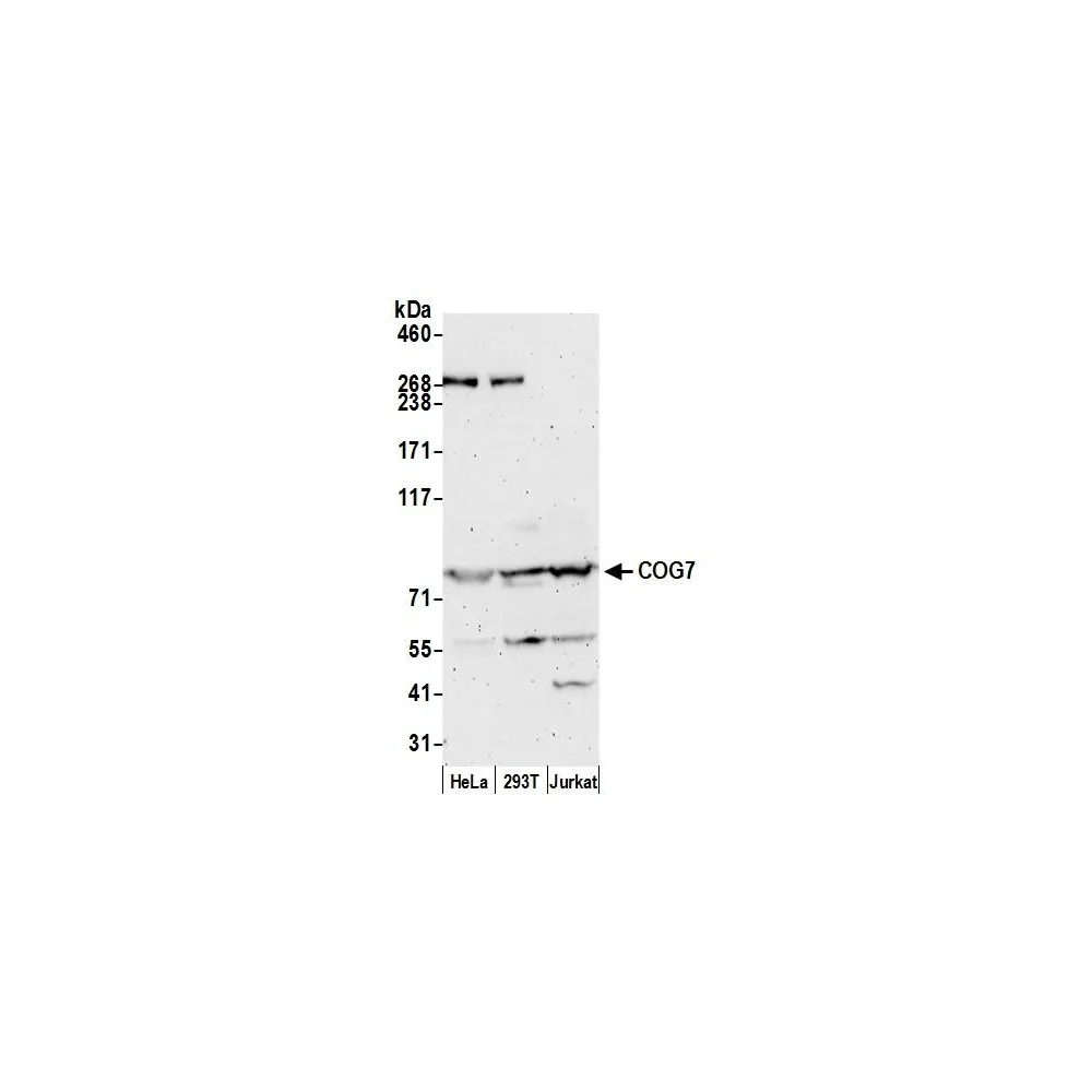 Rabbit anti-COG7 Antibody, Affinity Purified