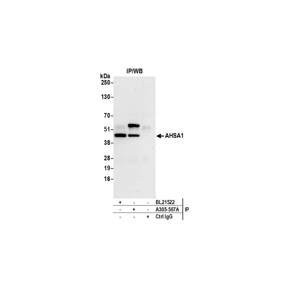 Rabbit anti-AHSA1 Antibody, Affinity Purified