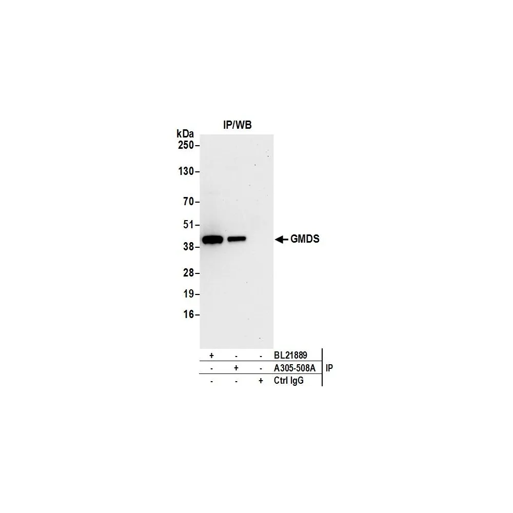 Rabbit anti-GMDS Antibody, Affinity Purified